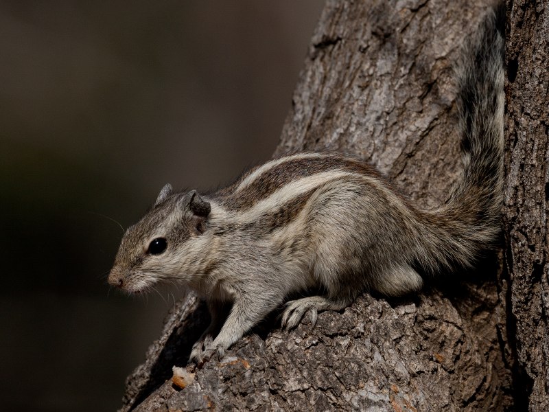 Funambulus palmarum