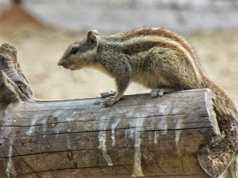 Funambulus palmarum
