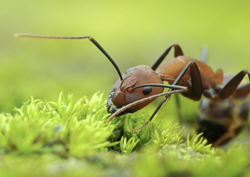 Муравей красноголовый – Formica truncorum
