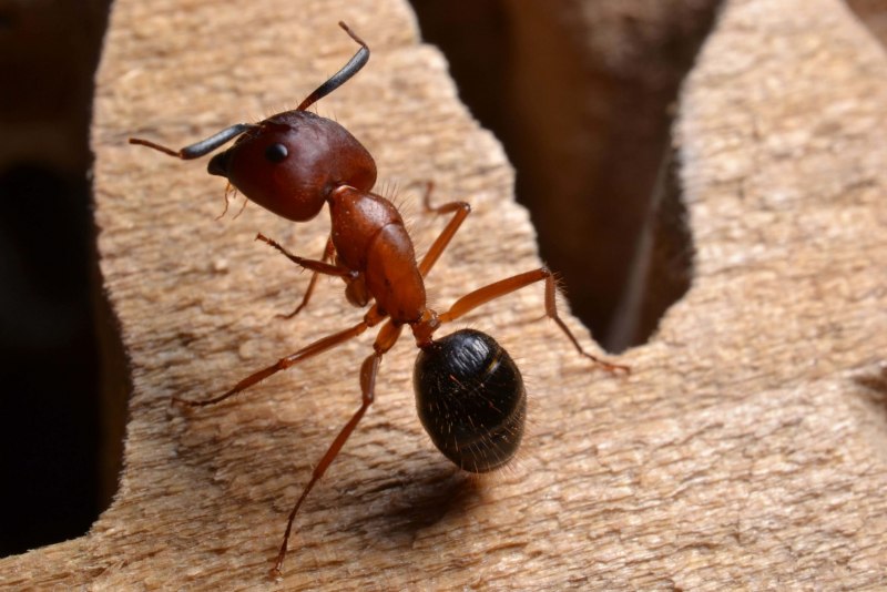 Lasiusumbratus (жёлтый пахучий муравей)