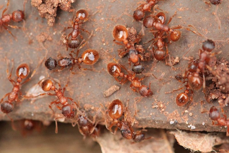 Муравьи Myrmica rubra