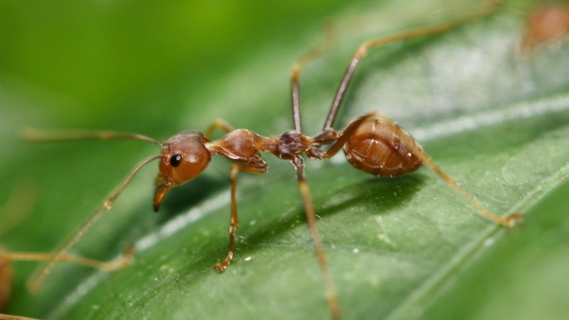 Formica truncorum