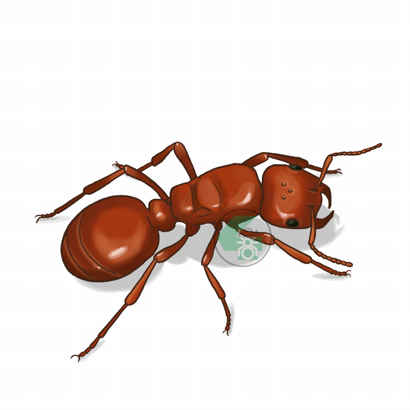 Муравьи Camponotus