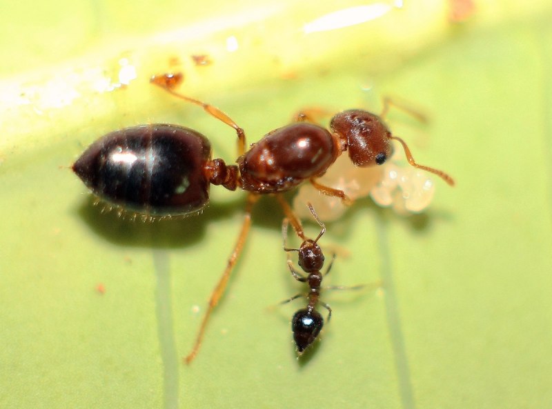 Dorylus nigricans