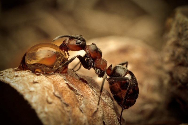 Муравей Oecophylla smaragdina