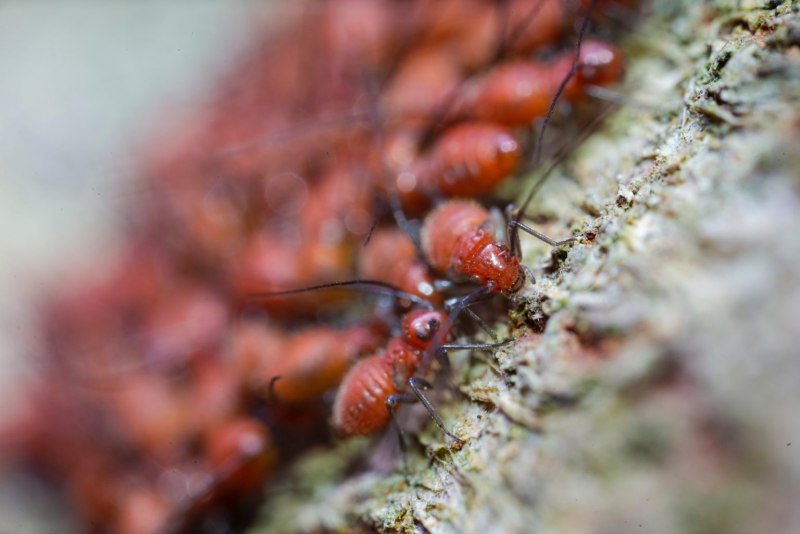 Муравьи-древоточцы (Camponotus)