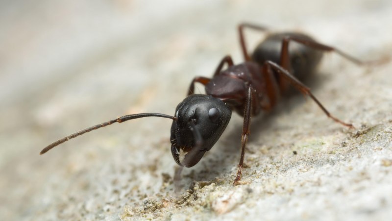 Муравьи Formica Rufa
