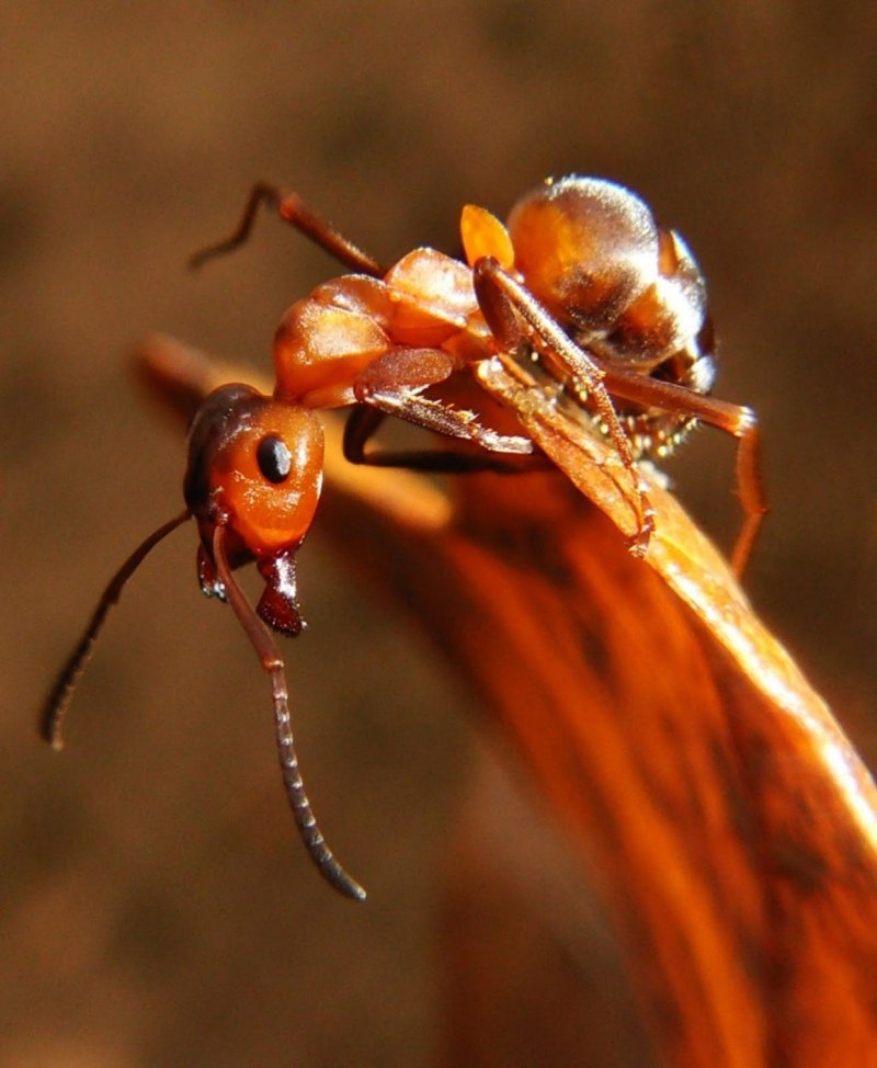 Camponotus pennsylvanicus