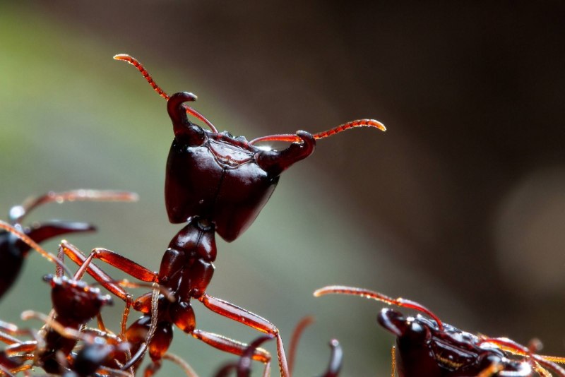 Ant на белом фоне