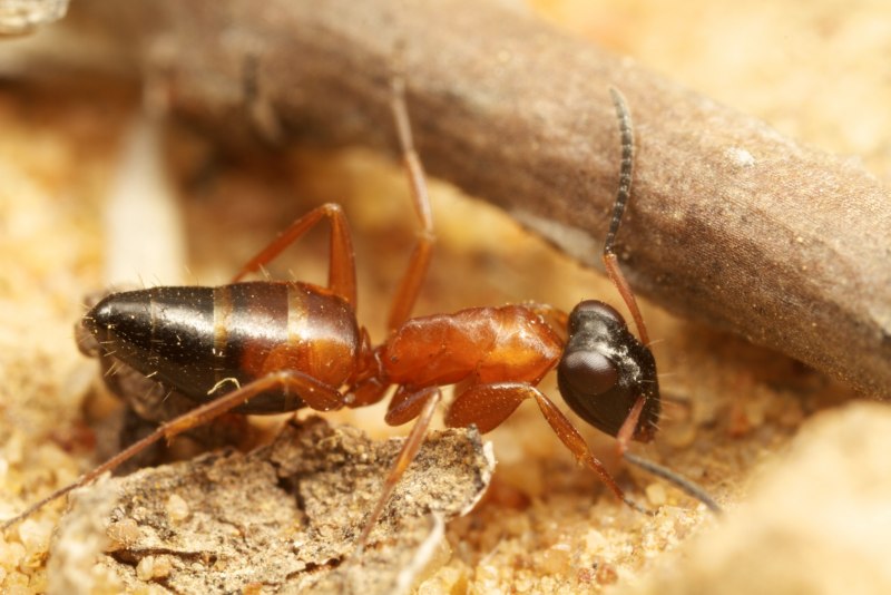 Коричневый муравей (66 фото)