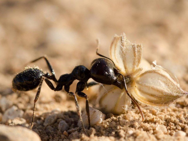 Муравьи рода Camponotus
