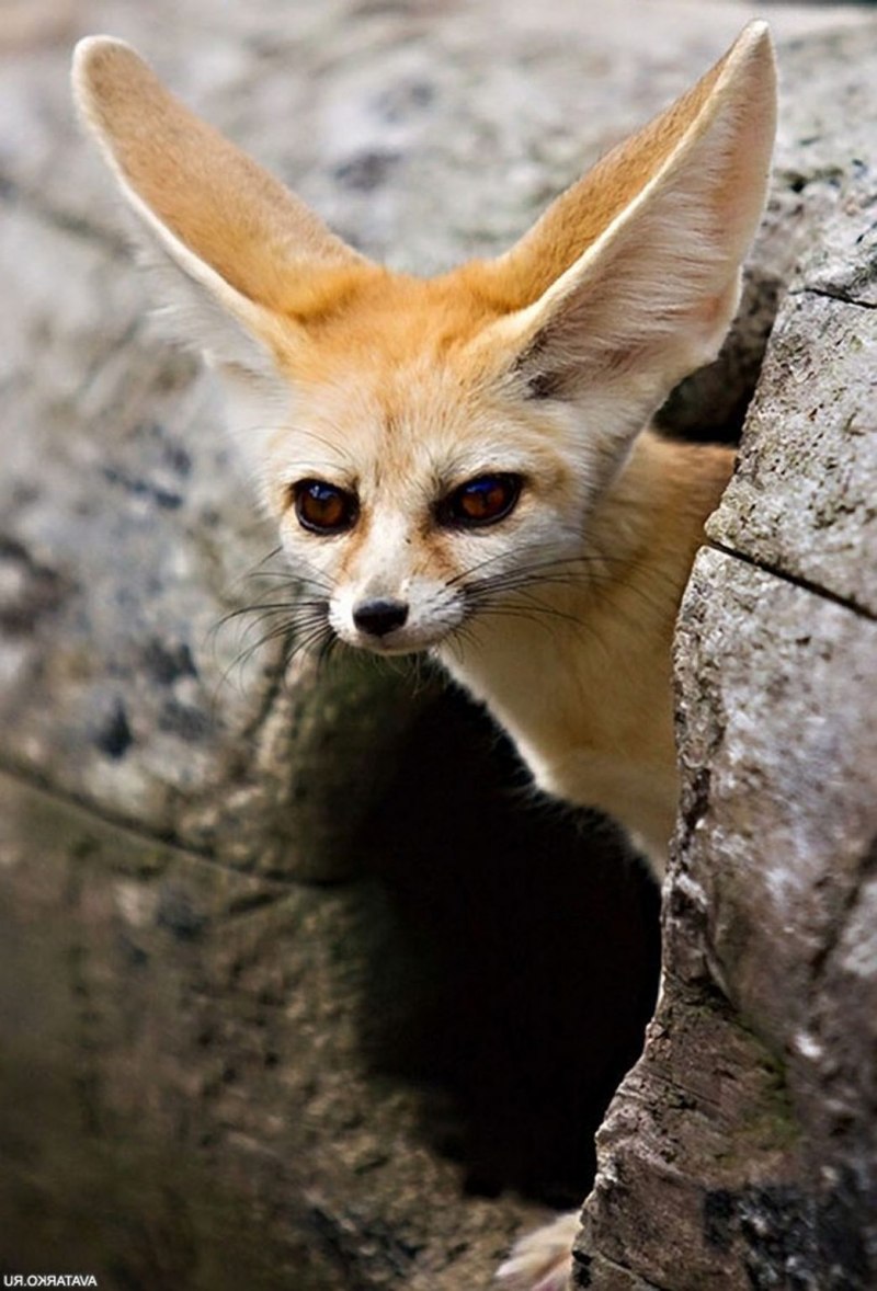 Fuchs лиса