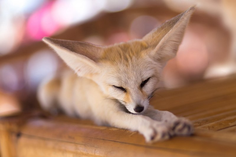 Фенек (Vulpes Zerda)