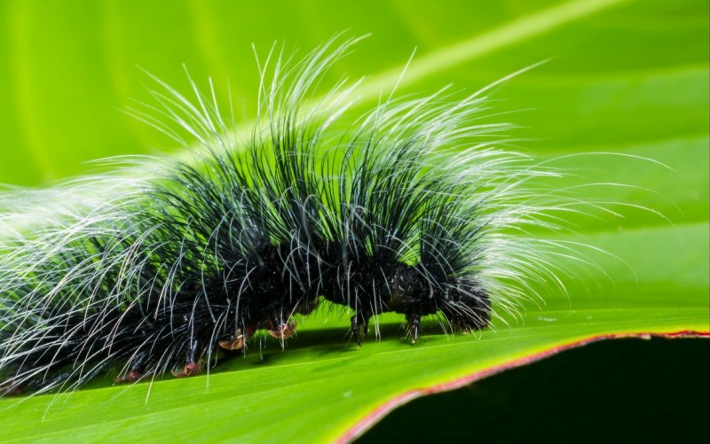 Megalopyge opercularis гусеница