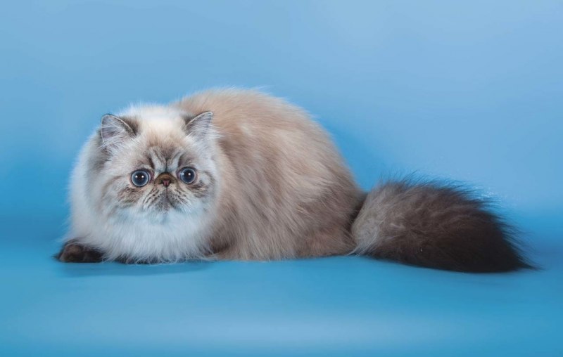 Гималайская Персидская кошка
