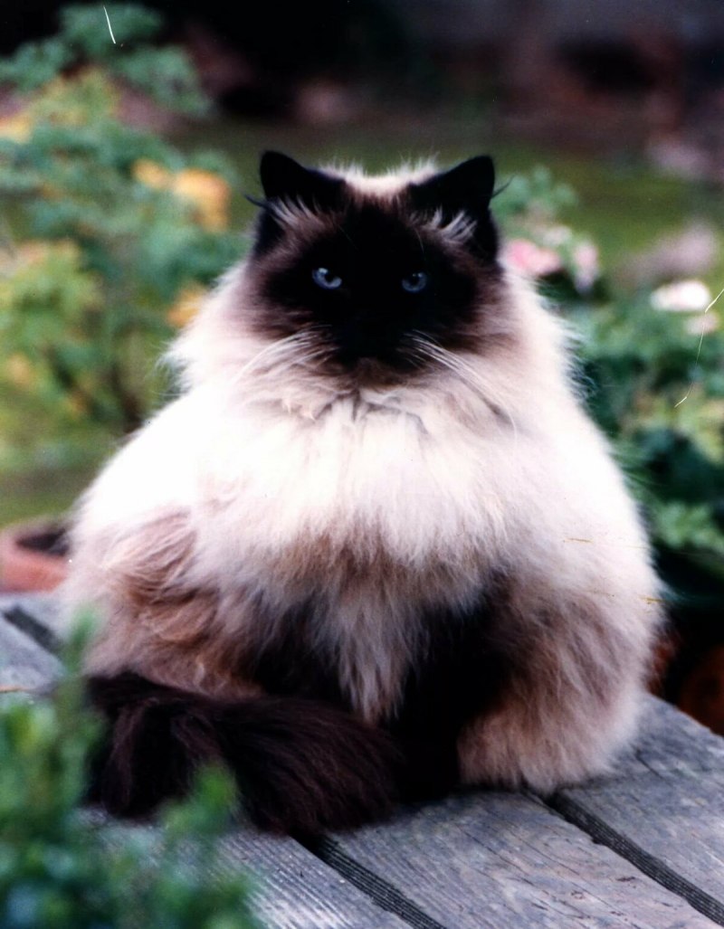 Гималайские сиамские кошки
