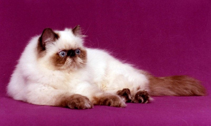 Гималайская Персидская кошка