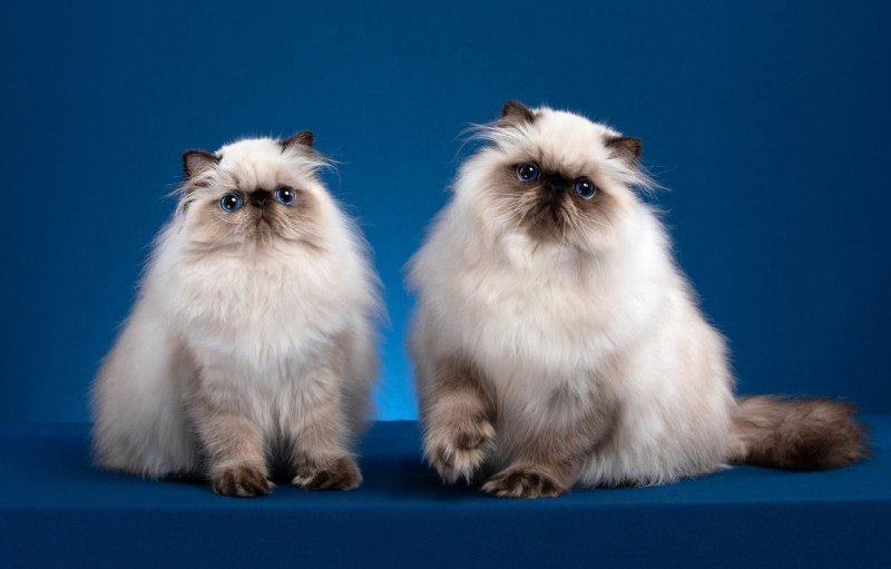 Гималайская Персидская кошка