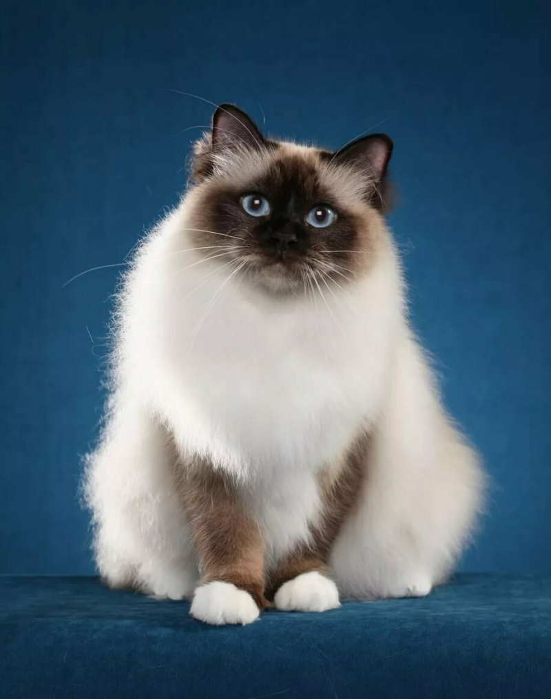 Невская гималайская Сиамская кошка