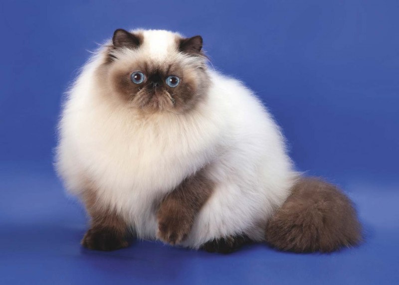 Гималайская кошка (Гималаи)