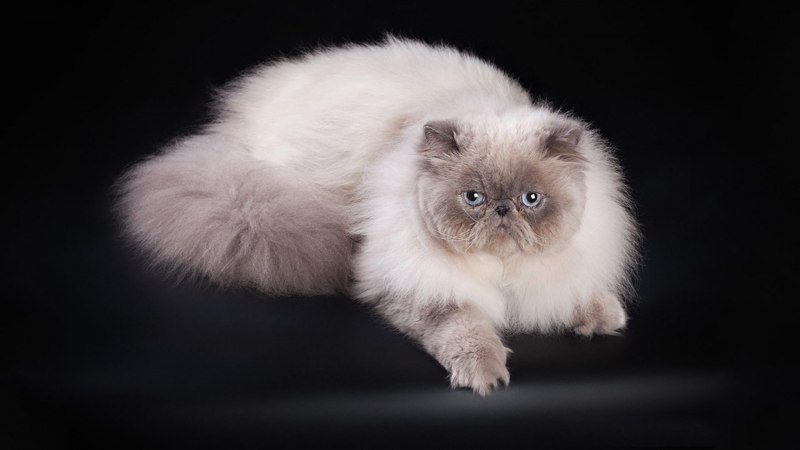 Гималайская Персидская кошка