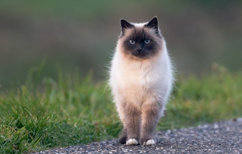 Гималайская кошка котенок