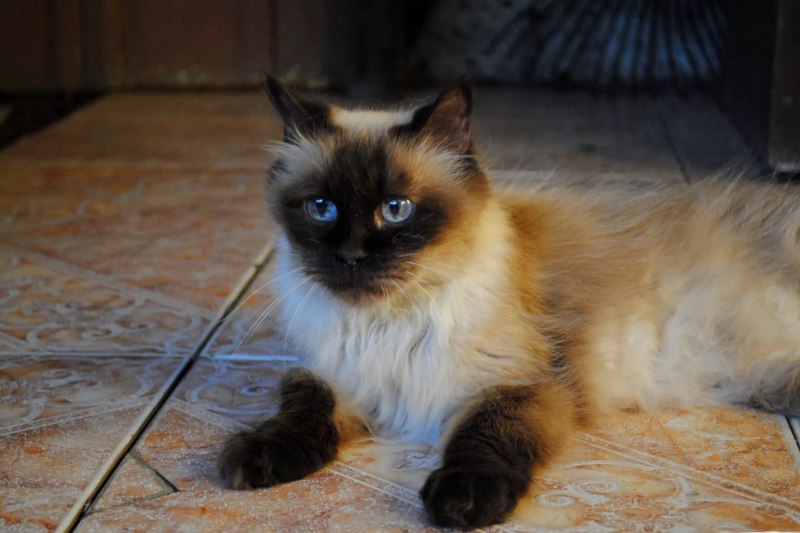 Гималайская Персидская кошка