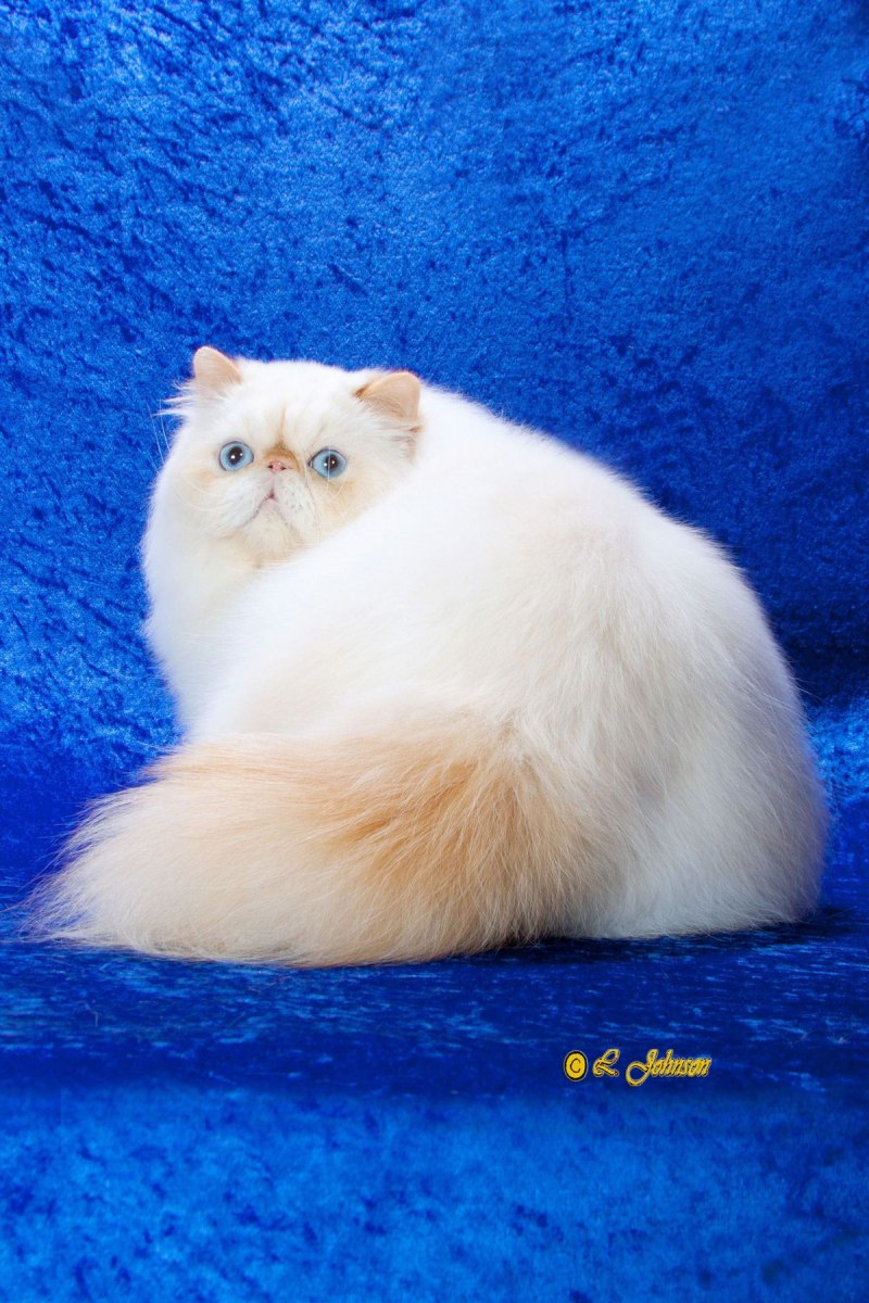 Гималайский персидский кот сиамский