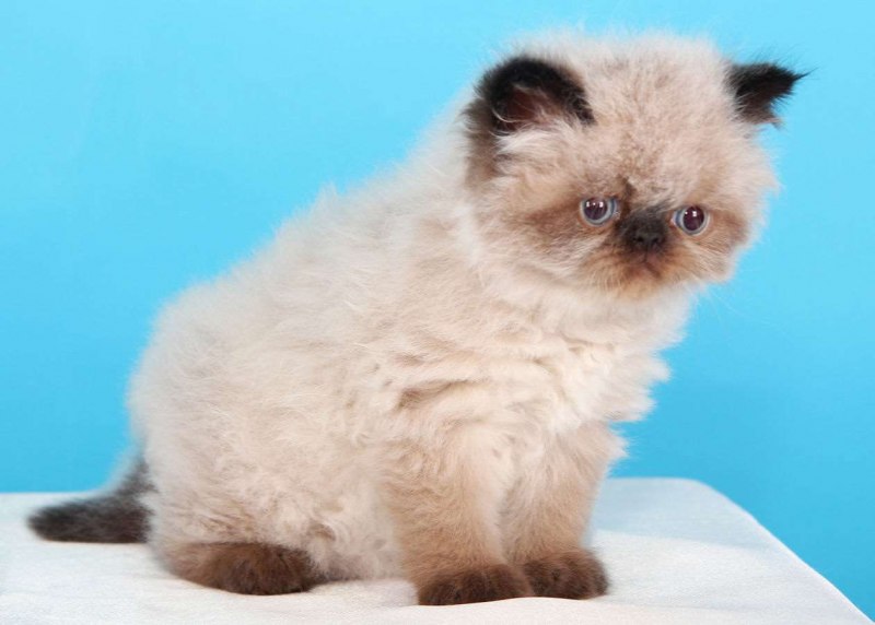 Гималайский персидский кот