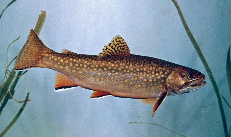 Salvelinus fontinalis