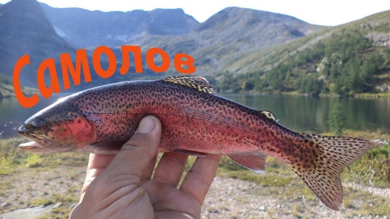 Голец Даватчан