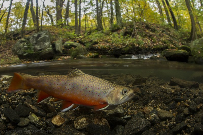 Salmoninae