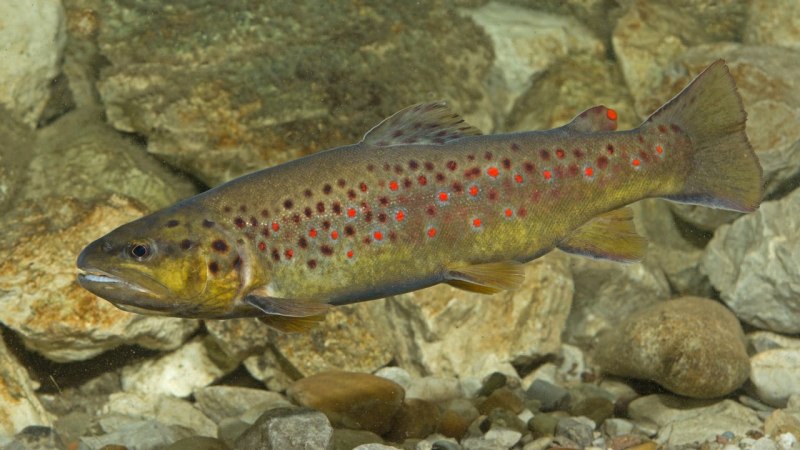 Кумжа Salmo trutta