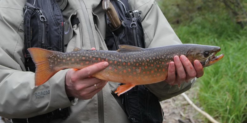 Арктический голец Salvelinus Alpinus