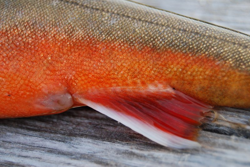 Salmo trutta caspius