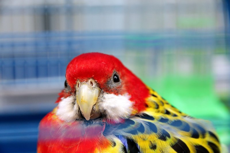 Рубиновая Розелла Platycercus Eximius