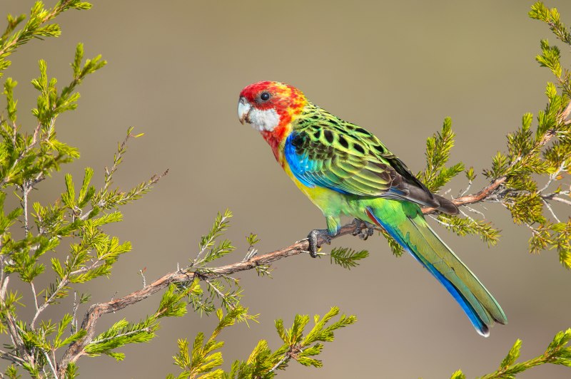 Розелла пестрая Platycercus Eximius