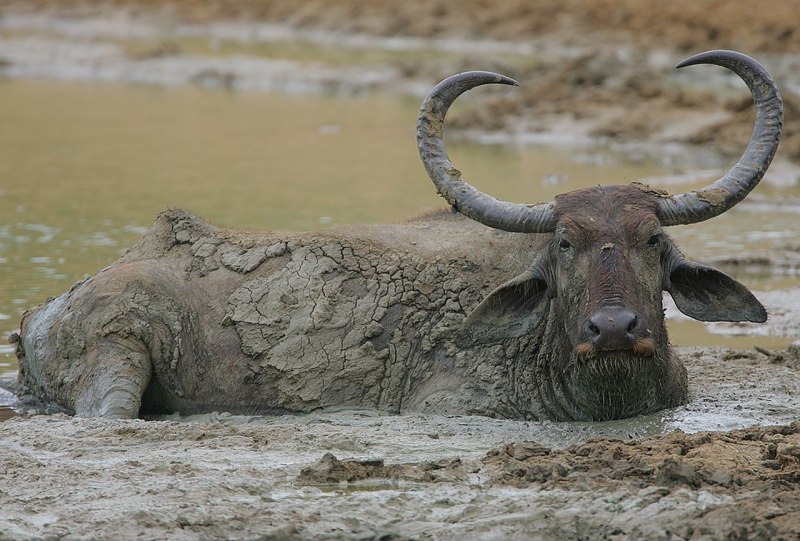 Азиатский водяной буйвол (65 фото)