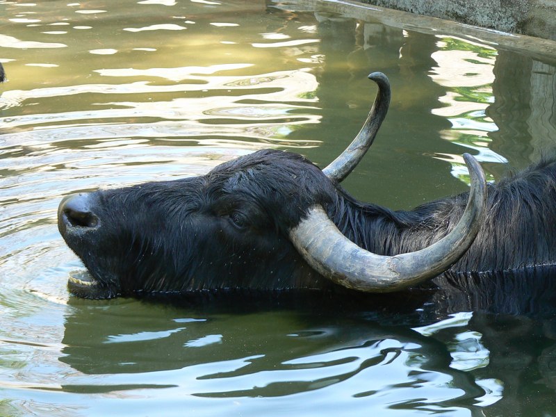  Bubalus bubalis