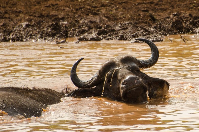 Буйвол в воде