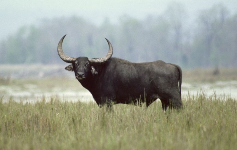 Буйвол Bubalus murrensis