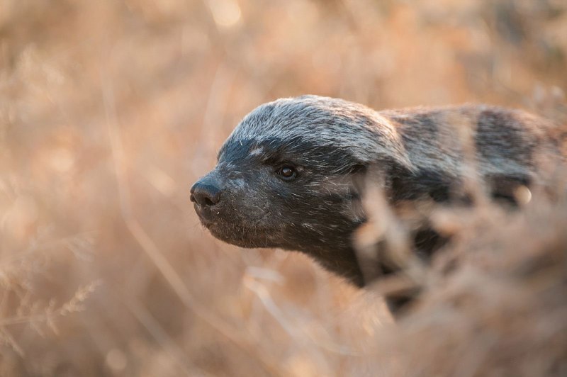 Honey Badger медоед