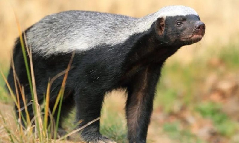 Honey Badger