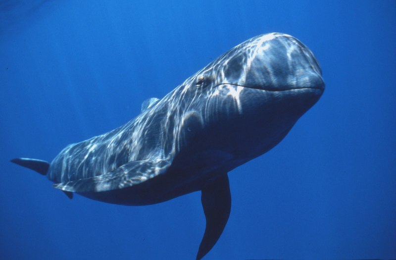 Сейвал (ивасёвый кит) (Balaenoptera Borealis)