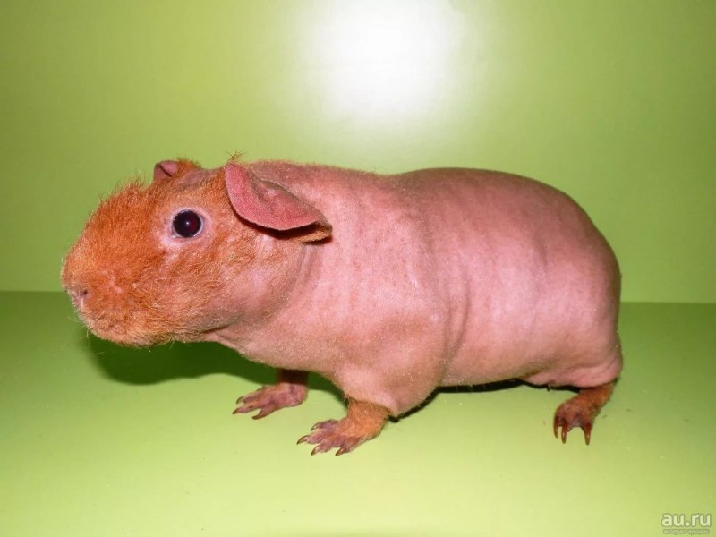 Морские свинки малыши