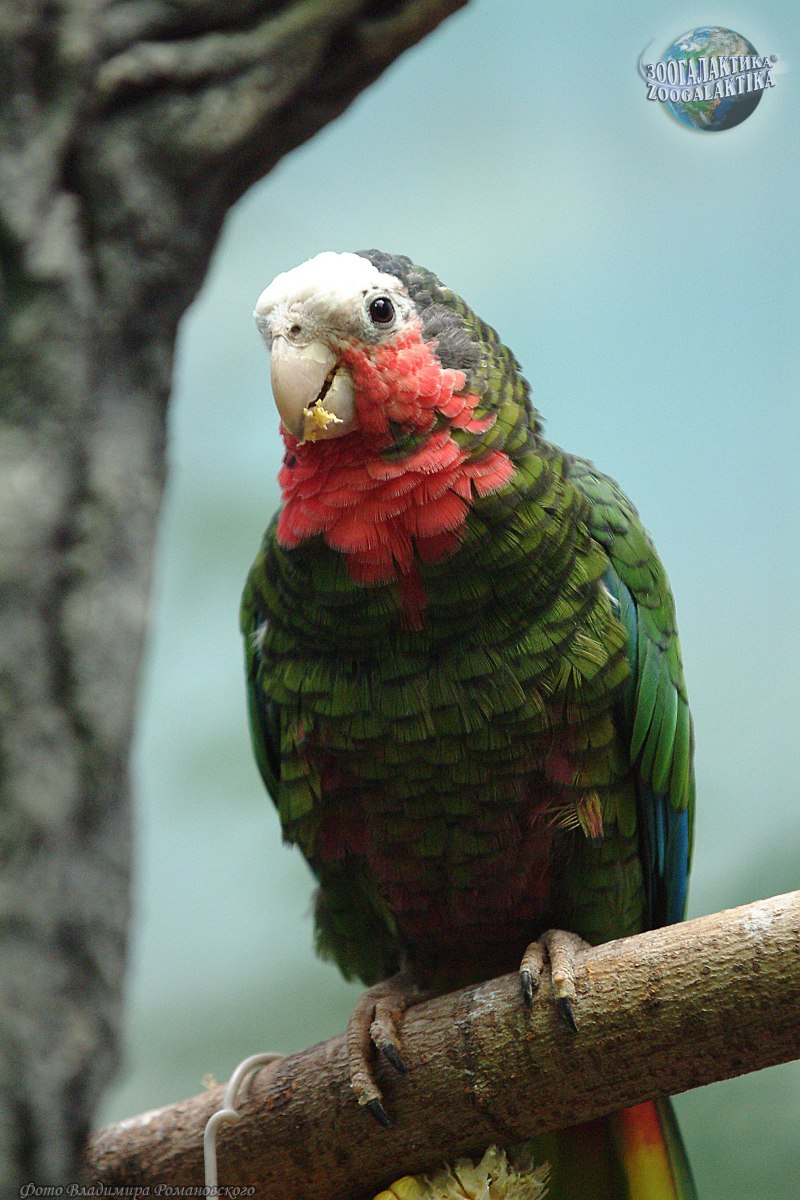 Cuban Amazon