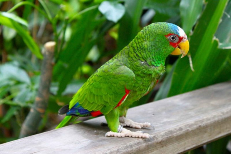 Кубинский попугай (65 фото)