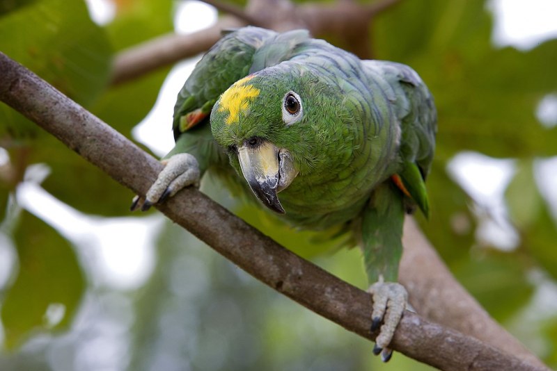 Cotorro