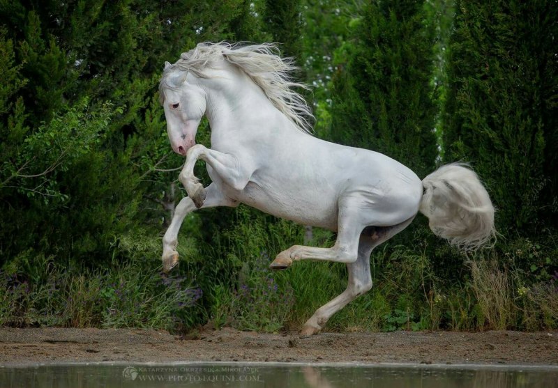 Фризская лошадь