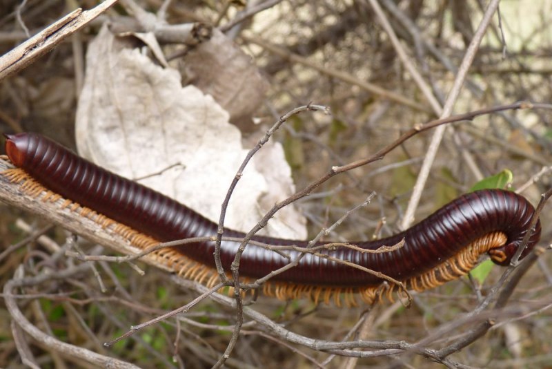 Тропический дождевой червь (65 фото)